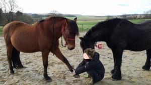 Le Stretching Ostéopathique pour votre cheval, à Viviers 07220